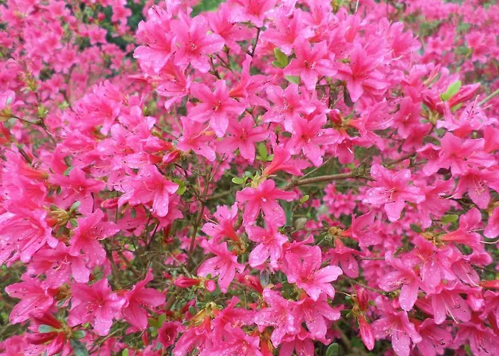 Bed & Breakfast La Chevallerie